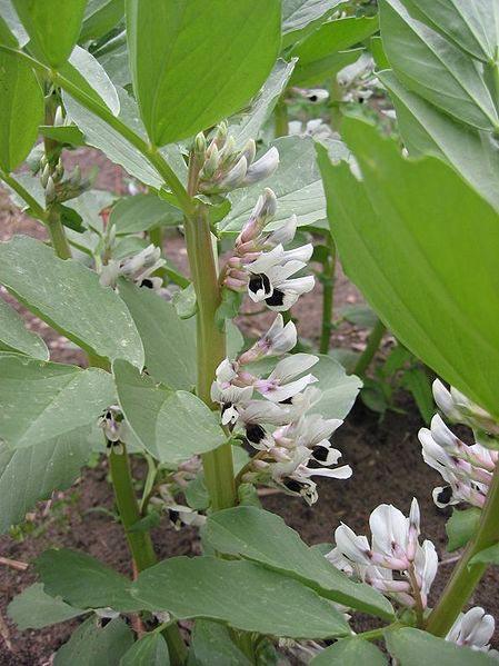 Bell bean plants flowering