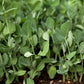 Biomaster pea plants growing as a dense cover crop