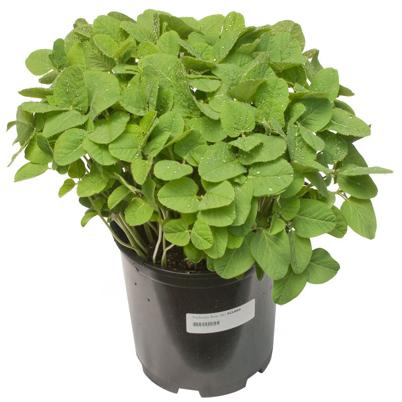 Soybeans - Raw Seed (lb) Grow Organic