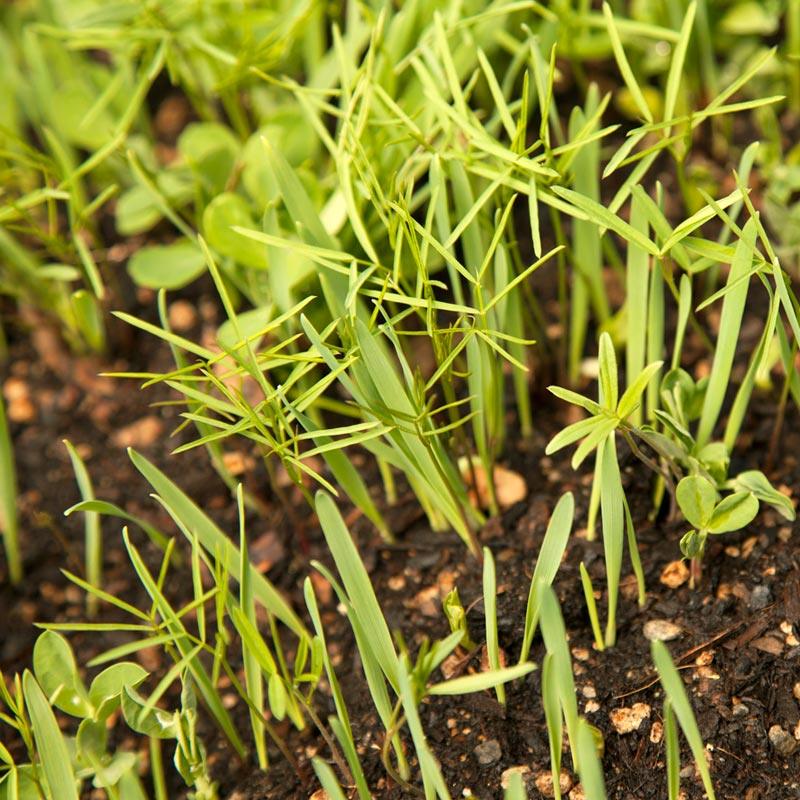 Peaceful Valley Premium Soil Builder Mix - Raw Seed (lb) Peaceful Valley