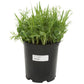 Peaceful Valley Organic Premium Soil Builder Mix - Raw Seed (lb) Peaceful Valley