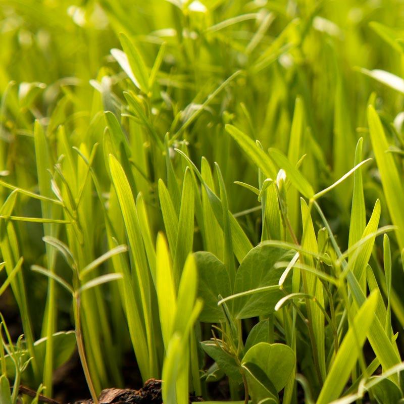 Peaceful Valley Budget Soil Builder Mix - Raw Seed (lb) Peaceful Valley