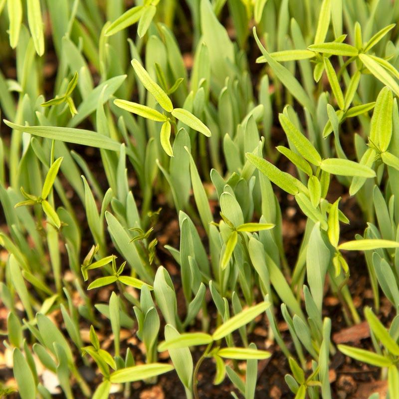 Peaceful Valley Forage Blend Dryland Pasture Mix - Raw Seed (lb) Peaceful Valley