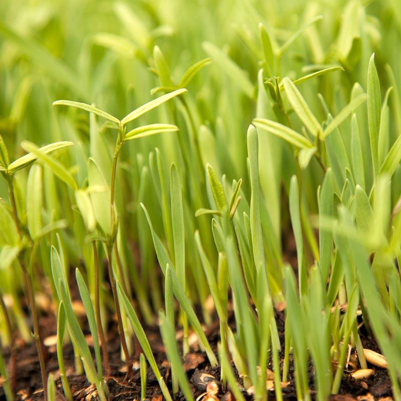 Peaceful Valley Forage Blend Dryland Pasture Mix - Raw Seed (lb) Peaceful Valley