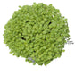 Peaceful Valley Dryland Wildlife Food & Habitat Mix - Nitrocoated Seed (lb) Peaceful Valley