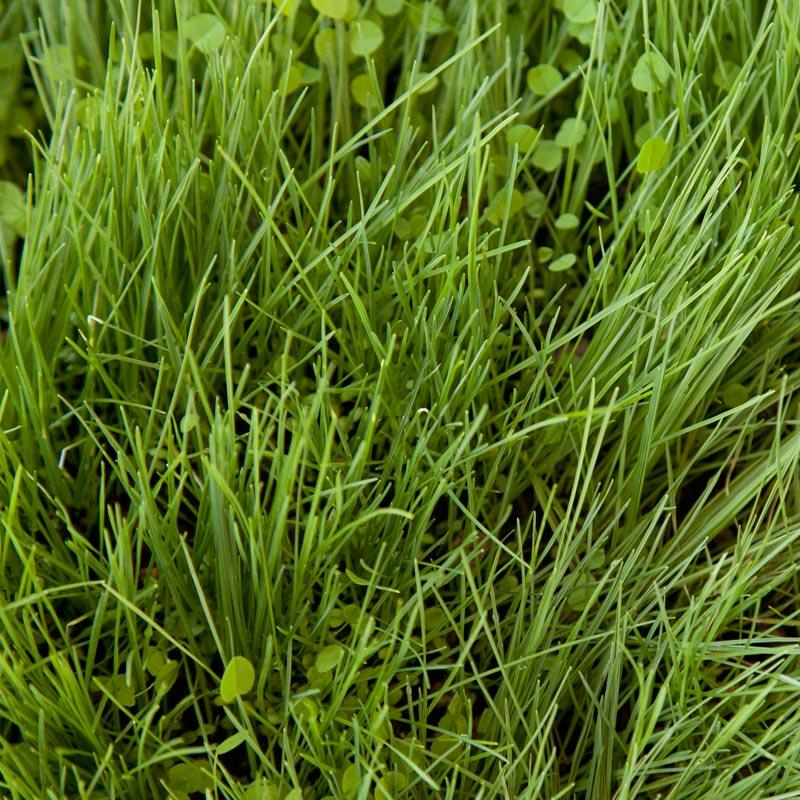 Peaceful Valley Roadway Mix - Nitrocoated Seed (lb) Grow Organic