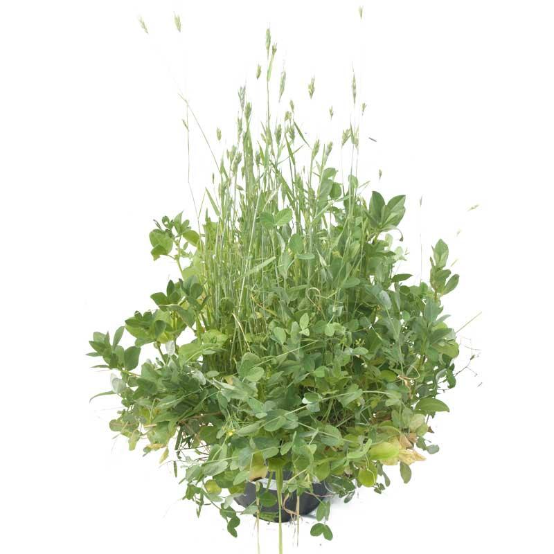 Peaceful Valley Sod Buster Mix - Seed (lb) Peaceful Valley