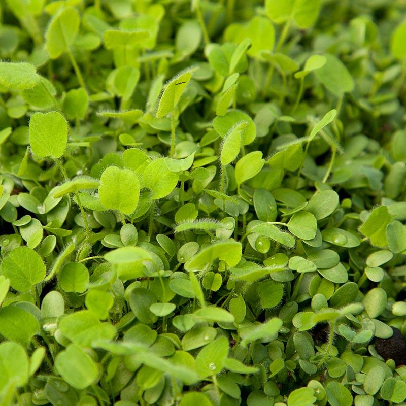 Peaceful Valley Easy Care Cover Crop Mix - Nitrocoated Seed (lb) Peaceful Valley