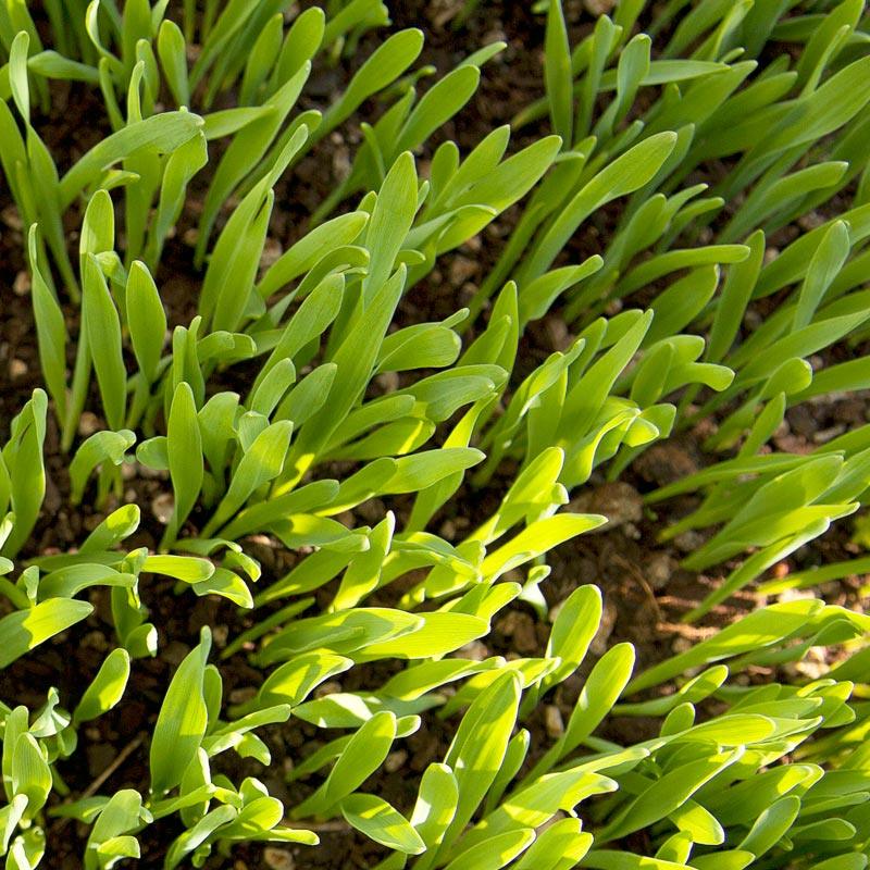 Beardless Barley Seed (lb) Grow Organic