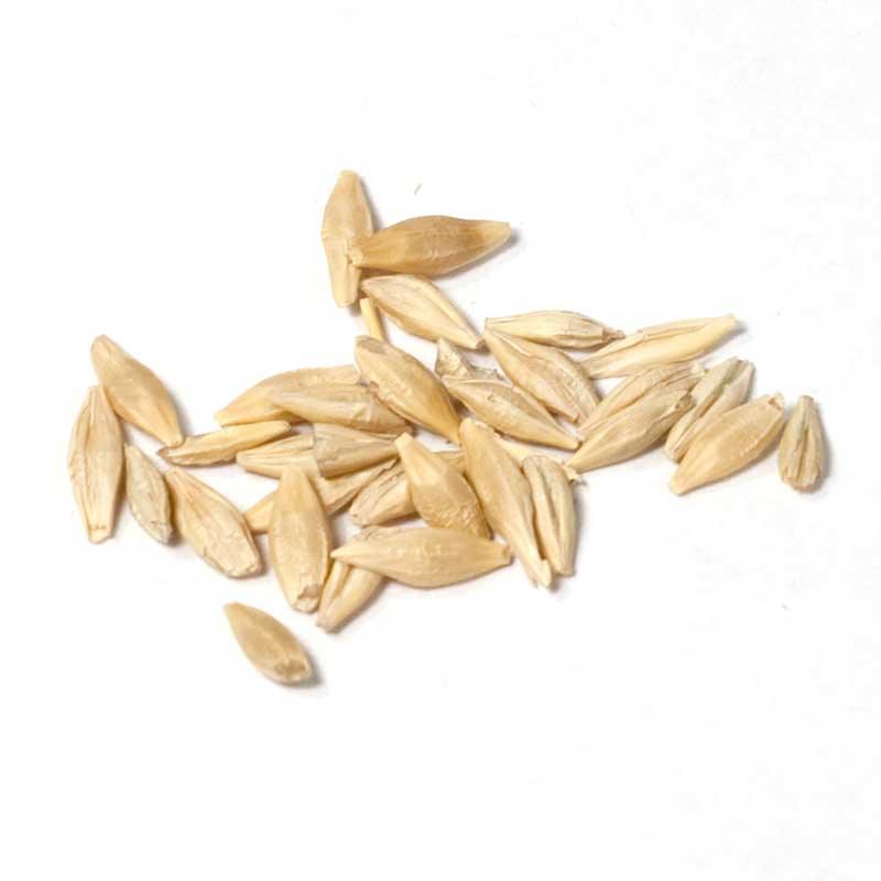 Beardless Barley Seed (lb) Grow Organic