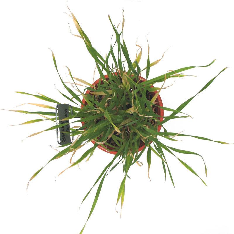 Beardless Barley Seed (lb) Grow Organic