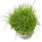 Japanese Millet Seed (lb) Grow Organic