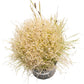 Japanese Millet Seed (lb) Grow Organic