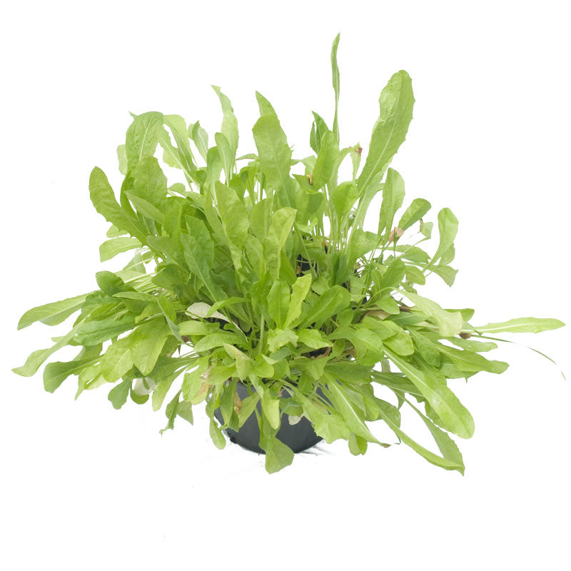 Chicory Seed (lb) Grow Organic