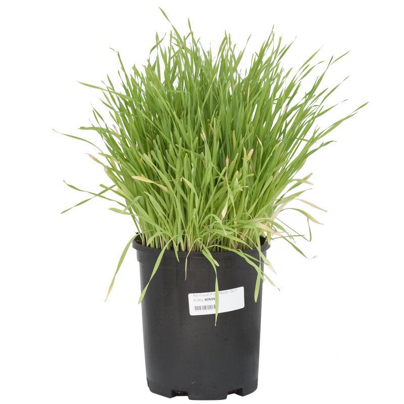 Organic cereal rye growing in a nursery pot