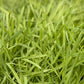 Organic Triticale Seed (lb) Grow Organic