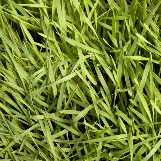 Organic Triticale Seed (lb) Grow Organic