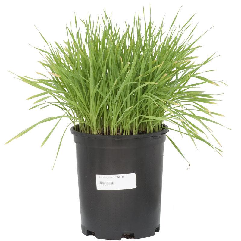 Tall triticale grass in a black nursery pot