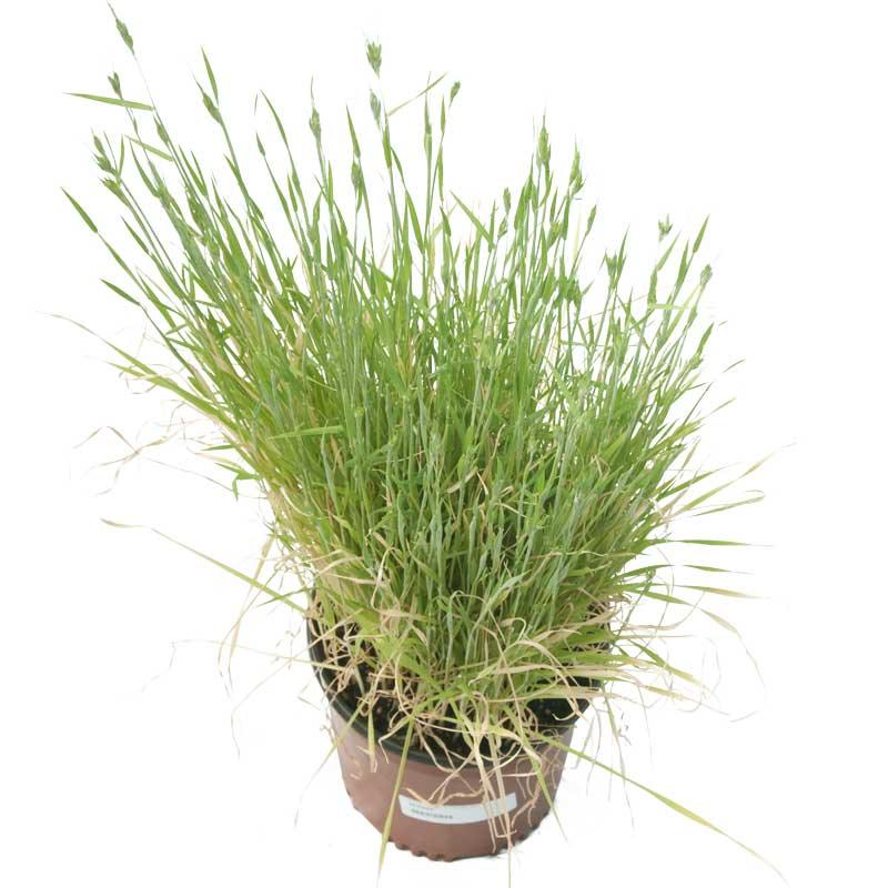 Potted clump of triticale grass