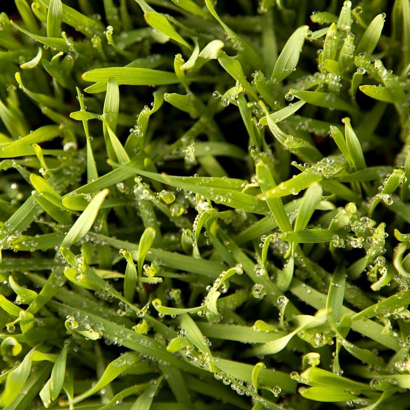 Close view of cut triticale stems