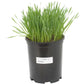Wheat Red Winter Seed (lb) Grow Organic