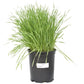 Wheat Red Winter Seed (lb) Grow Organic