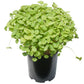 Buckwheat Seed (lb) Grow Organic