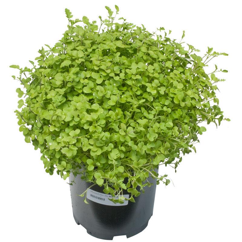 Mustard seedlings in a black nursery pot