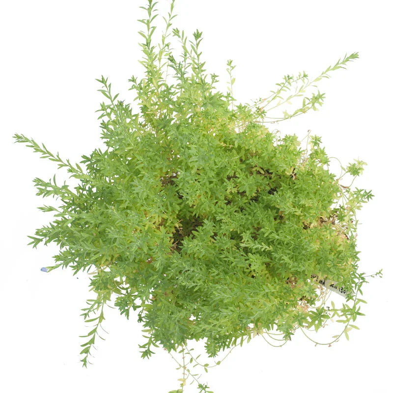 Organic Flax Seed (lb) Grow Organic