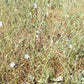 Organic Flax Seed (lb) Grow Organic