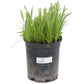 Peaceful Valley General Purpose Erosion Mix - Nitrocoated Seed (lb) Peaceful Valley
