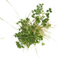 Peaceful Valley General Purpose Erosion Mix - Nitrocoated Seed (lb) Peaceful Valley