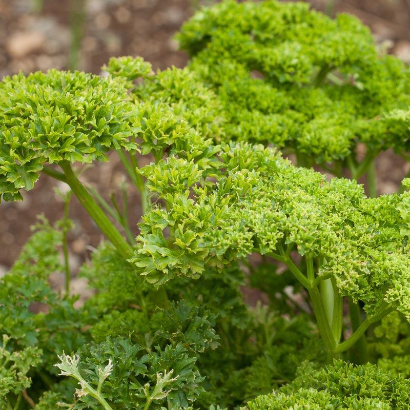 Organic Parsley, Moss Curled (1/4 lb) Peaceful Valley