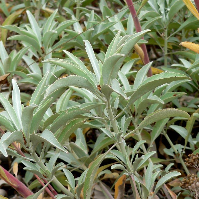 White Sage Seeds (Organic) Strictly Medicinal
