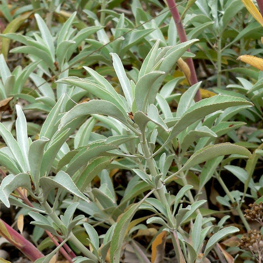 White Sage Seeds (Organic) Strictly Medicinal