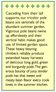 Green Yellow & Purple Tricolor Pole Bean Seed Mix Renee's Garden
