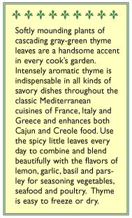 French Thyme Seeds Renee's Garden