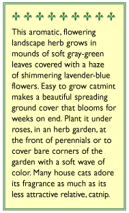 Catmint Seeds Renee's Garden