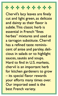 French Chervil Seeds Renee's Garden