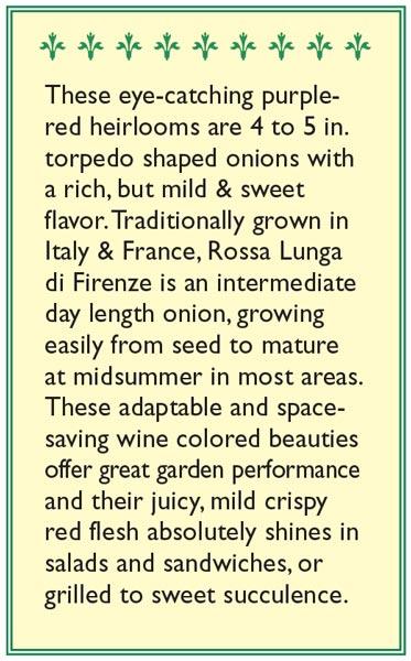 Rossa Lunga di Firenze Onion Seeds Renee's Garden