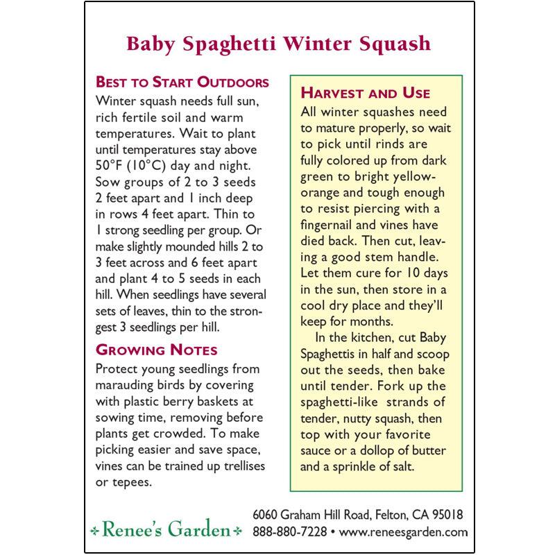 Baby Spaghetti Winter Squash Seeds Renee's Garden