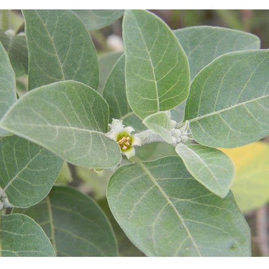 Ashwagandha Seeds (Organic) Strictly Medicinal