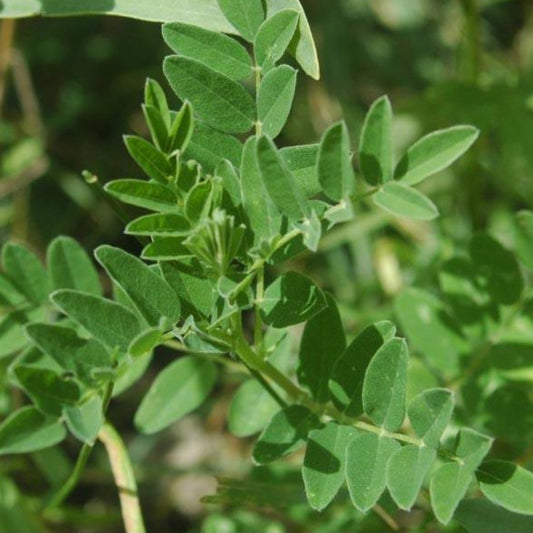 Astragalus Seeds (Organic) Strictly Medicinal