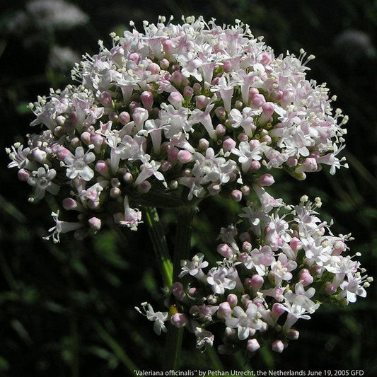 Valerian Seeds (Organic) Strictly Medicinal