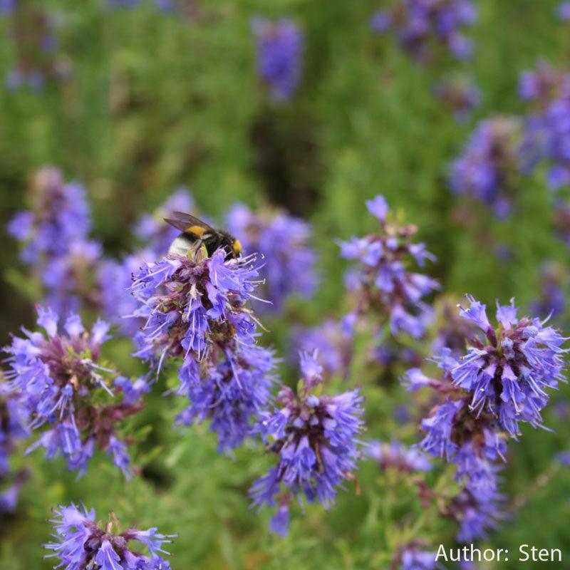 Official Hyssop Seeds (Organic) Strictly Medicinal