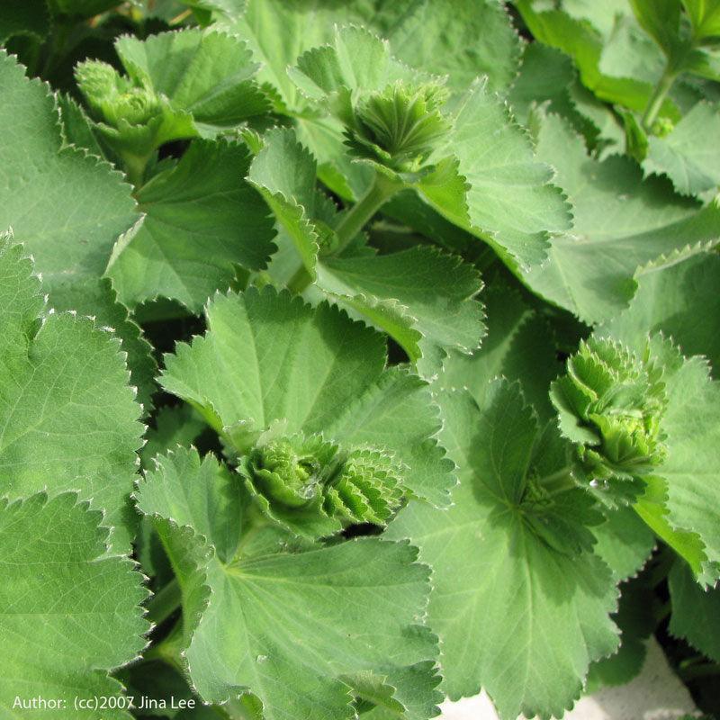 Lady's Mantle Seeds (Organic) Strictly Medicinal