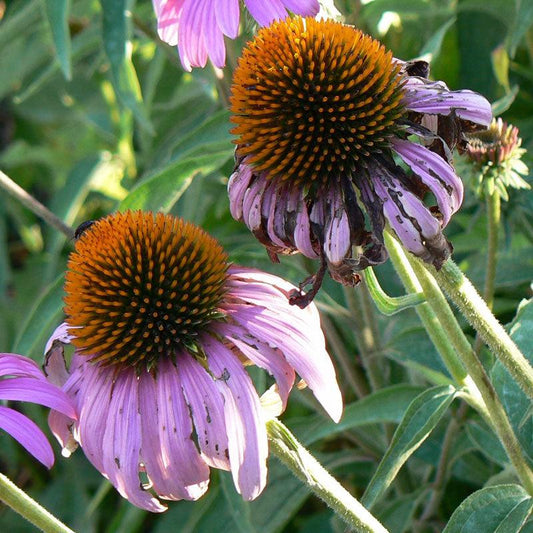 Narrow-leaved Coneflower Seeds (Organic) Strictly Medicinal