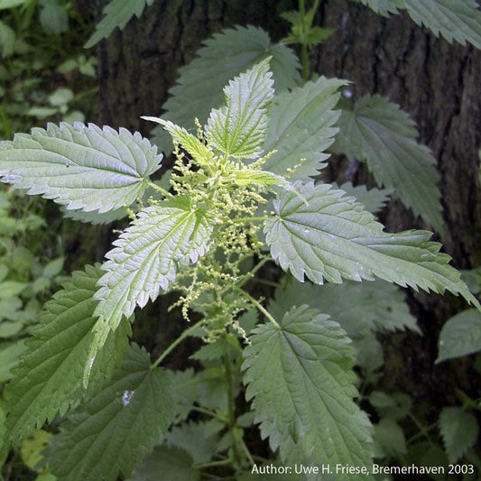 Stinging Nettles Seeds (Organic) Strictly Medicinal