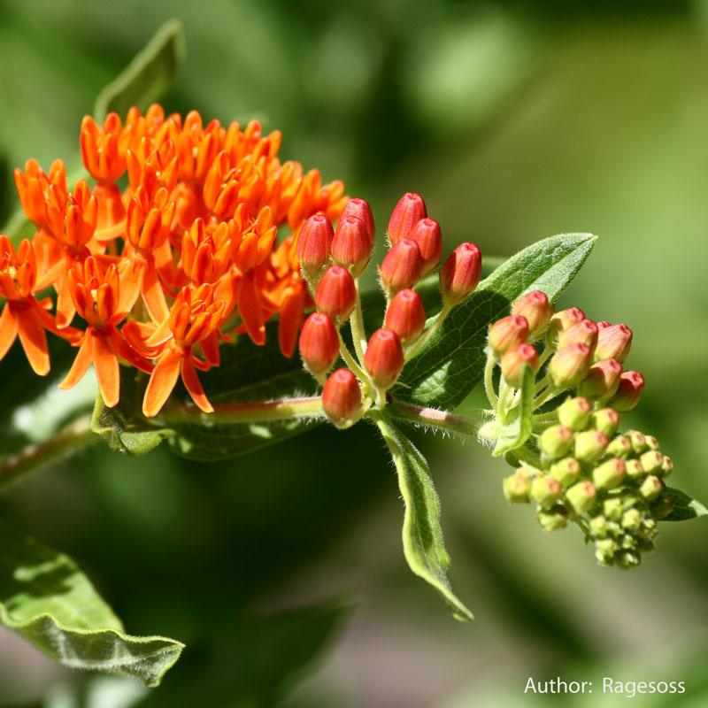 Pleurisy Root Seeds (Organic) Strictly Medicinal