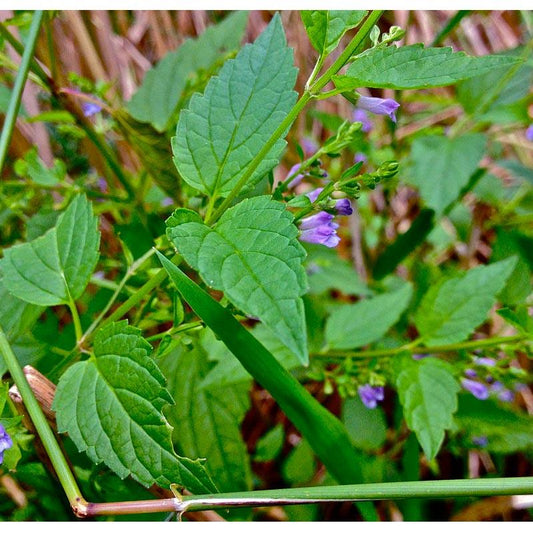 Skullcap Seeds (Organic) Strictly Medicinal